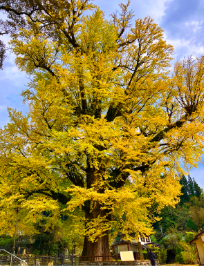 伐採・植林山林再生活動